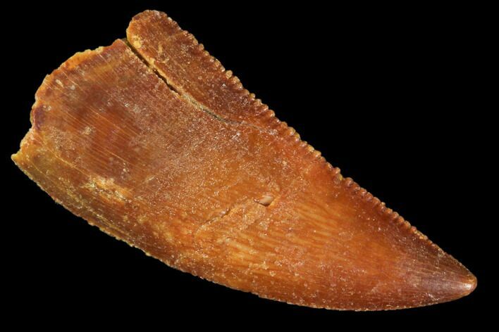 Raptor Tooth - Real Dinosaur Tooth #102705
